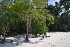 Elefant Beach - Havelock Island - India - 2018 - Foto: Ole Holbech