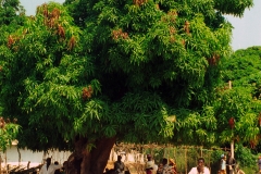 Juffure - Gambia - 1994 - Foto: Ole Holbech