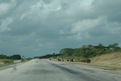 Giron – Cuba – 2006 - Foto: Ole Holbech