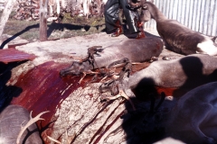 Rendeerfarm - Itinnera - Nuup Kangerlua - Godthåbsfjorden - 1976 - Foto: Ole Holbech