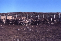 Rendeerfarm - Itinnera - Nuup Kangerlua - Godthåbsfjorden - 1976 - Foto: Ole Holbech