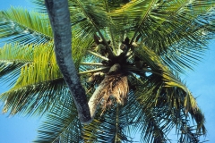 Grand Anse - Grenada - 1981 - Foto: Ole Holbech