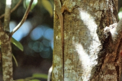 Grand Anse - Grenada - 1981 - Foto: Ole Holbech