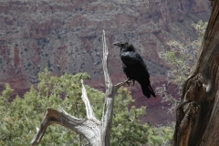 Grand Canyon – Arizona – USA – 2012 - Foto: Ole Holbech