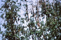 Kandy – Sri Lanka – 1983 - Foto: Ole Holbech