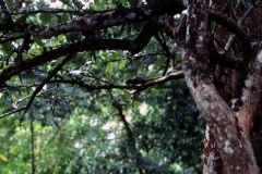 Kandy – Sri Lanka – 1987 - Foto: Ole Holbech