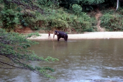 Kandy – Sri Lanka – 1987 - Foto: Ole Holbech