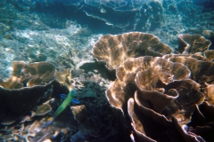 Koh Phi Phi – Thailand – 1994 - Foto: Ole Holbech