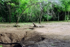 Komodo – Indonesia – 1993 - Foto: Ole Holbech