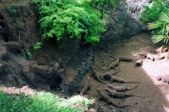 Komodo – Indonesia – 1993 - Foto: Ole Holbech