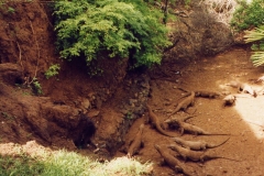 Komodo – Indonesia – 1993 - Foto: Ole Holbech