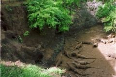 Komodo – Indonesia – 1993 - Foto: Ole Holbech