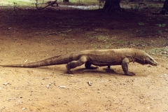 Komodo – Indonesia – 1993 - Foto: Ole Holbech