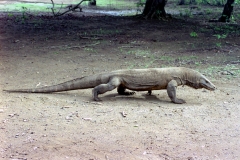 Komodo – Indonesia – 1993 - Foto: Ole Holbech