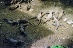 Komodo – Indonesia – 1993 - Foto: Ole Holbech