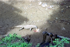 Komodo – Indonesia – 1993 - Foto: Ole Holbech