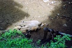Komodo – Indonesia – 1993 - Foto: Ole Holbech