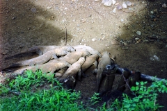 Komodo – Indonesia – 1993 - Foto: Ole Holbech