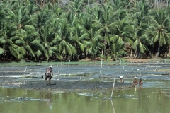 Kovalam - Kerala - India - 1983 - Foto: Ole Holbech