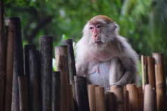 Railay Beach - Krabi - Thailand - 2015 - Foto: Ole Holbech