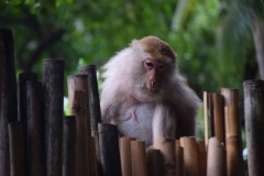 Railay Beach - Krabi - Thailand - 2015 - Foto: Ole Holbech