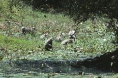 Kumana – Sri Lanka – 1983 - Foto: Ole Holbech