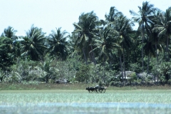 Kumana – Sri Lanka – 1983 - Foto: Ole Holbech