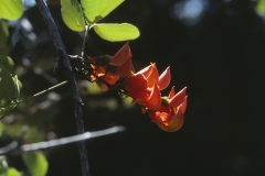 Kumana – Sri Lanka – 1983 - Foto: Ole Holbech