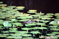 Panama Tank - Kumana – Sri Lanka – 1983 - Foto: Ole Holbech