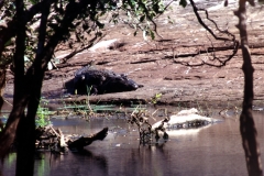 Panama Tank - Kumana – Sri Lanka – 1983 - Foto: Ole Holbech