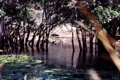 Panama Tank - Kumana – Sri Lanka – 1983 - Foto: Ole Holbech