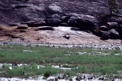 Panama Tank - Kumana – Sri Lanka – 1983 - Foto: Ole Holbech