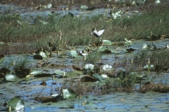 Panama Tank - Kumana – Sri Lanka – 1983 - Foto: Ole Holbech