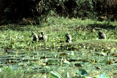 Panama Tank - Kumana – Sri Lanka – 1983 - Foto: Ole Holbech