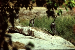 Panama Tank - Kumana – Sri Lanka – 1983 - Foto: Ole Holbech