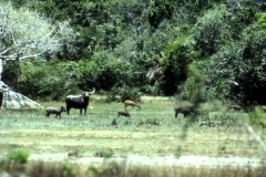 Okanda - Kumana – Sri Lanka – 1983 - Foto: Ole Holbech