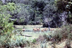 Okanda - Kumana – Sri Lanka – 1983 - Foto: Ole Holbech