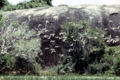 Okanda - Kumana – Sri Lanka – 1983 - Foto: Ole Holbech