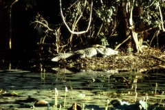 Panama Tank - Kumana – Sri Lanka – 1983 - Foto: Ole Holbech