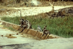 Panama Tank - Kumana – Sri Lanka – 1983 - Foto: Ole Holbech