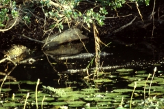 Panama Tank - Kumana – Sri Lanka – 1983 - Foto: Ole Holbech