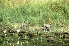 Panama Tank - Kumana – Sri Lanka – 1983 - Foto: Ole Holbech