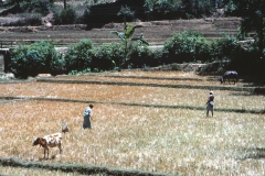 Lewella – Sri Lanka – 1983 - Foto: Ole Holbech