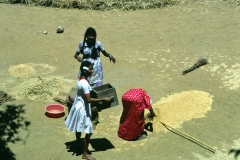 Lewella – Sri Lanka – 1983 - Foto: Ole Holbech