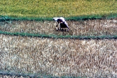 Lewella – Sri Lanka – 1983 - Foto: Ole Holbech