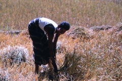 Lewella – Sri Lanka – 1983 - Foto: Ole Holbech