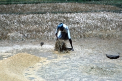 Lewella – Sri Lanka – 1983 - Foto: Ole Holbech