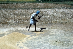 Lewella – Sri Lanka – 1983 - Foto: Ole Holbech