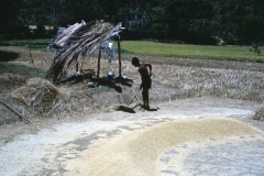 Lewella – Sri Lanka – 1983 - Foto: Ole Holbech