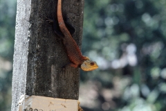 Lewella – Sri Lanka – 1983 - Foto: Ole Holbech